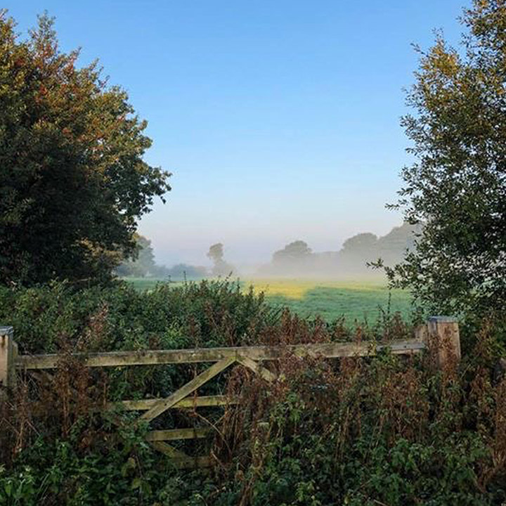 Looking into a misty field
