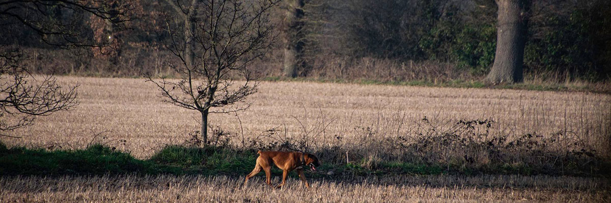 Dog in a field