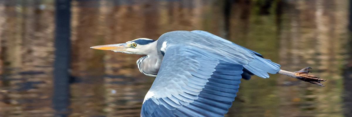 Heron