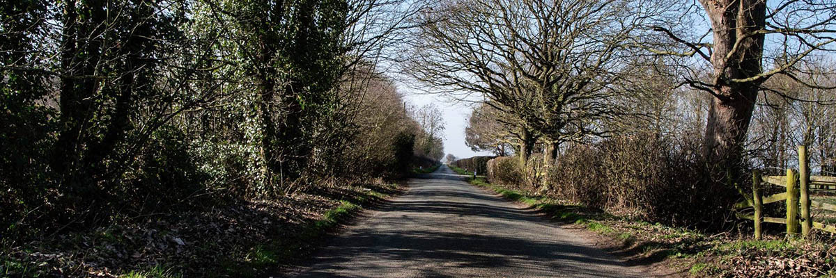 Tree lined road